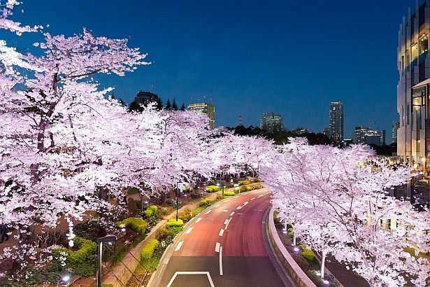 さくら通り沿いの桜並木。幻想的に浮かび上がる満開の夜桜は圧巻！