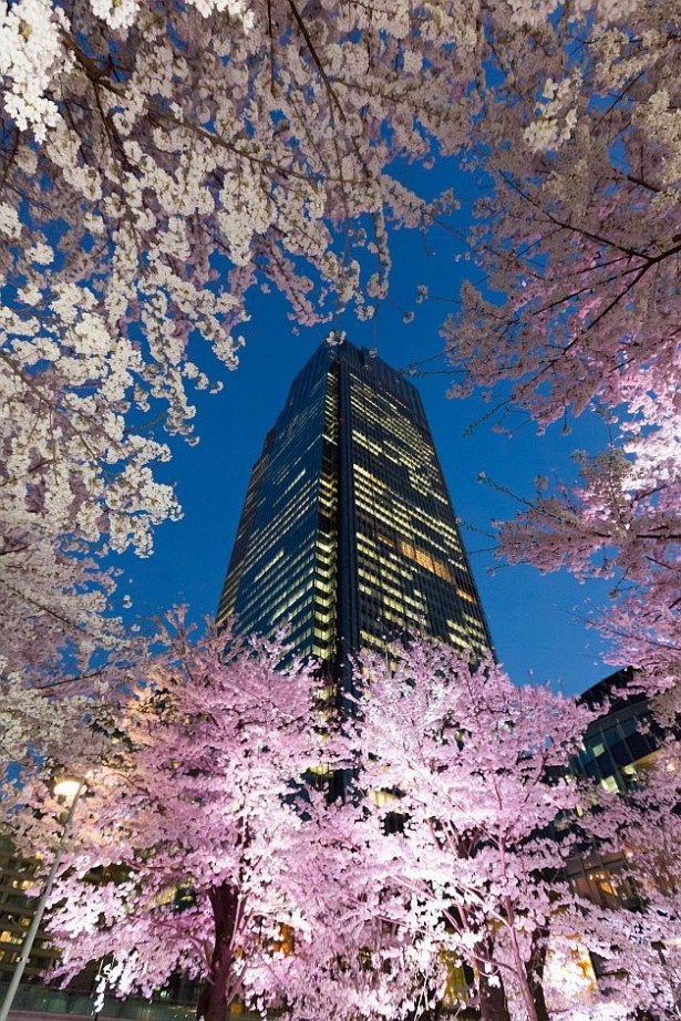 夜桜のライトアップは、東京ミッドタウンの一部レストランからも鑑賞できる