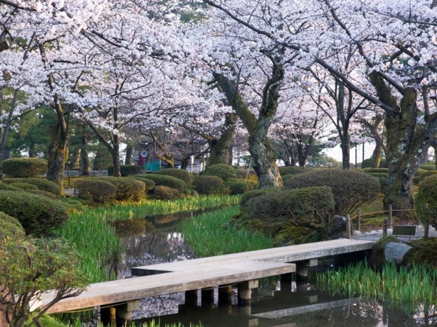 兼六園内は桜をはじめ、菖蒲や紅葉など色鮮やかな自然を楽しめる