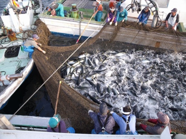 1日限り！熊野灘の魚介を求めてにぎわう早春のブリまつり開催！
