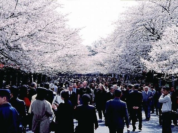 3位の上野恩賜公園(東京都台東区)は、江戸時代からの桜の名所。園内には約1200本の桜が咲き誇る