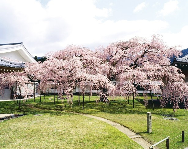 4位にランクインしたのは、世界遺産にも登録されている醍醐寺(京都府京都市伏見区）。河津桜やシダレザクラ、ソメイヨシノ、山桜など、さまざまな種類の桜を楽しめる