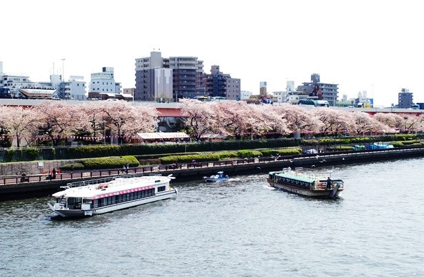 6位の隅田公園(東京都墨田区)は、江戸時代から続く桜の名所。約1kmにわたる桜並木は、徳川吉宗によって植えられた桜が始まりとされている