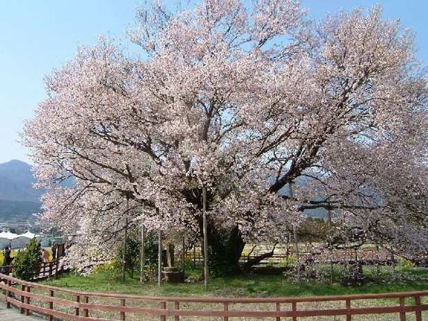 10位は一心行の大桜(熊本県阿蘇郡南阿蘇村)。阿蘇山の麓にそびえ立つ、樹齢400年余りの山桜だ。周囲は菜の花畑に囲まれており、桜と菜の花を同時に見ることができる