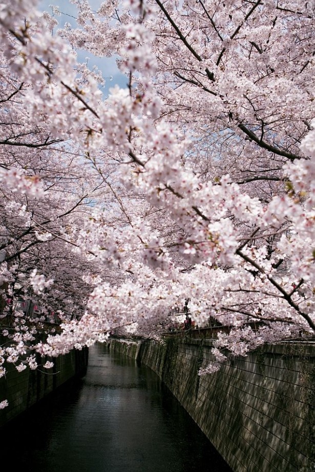 【写真を見る】1位に輝いた目黒川(東京都目黒区)。川の両岸に咲き競う、約800本の桜は圧巻！