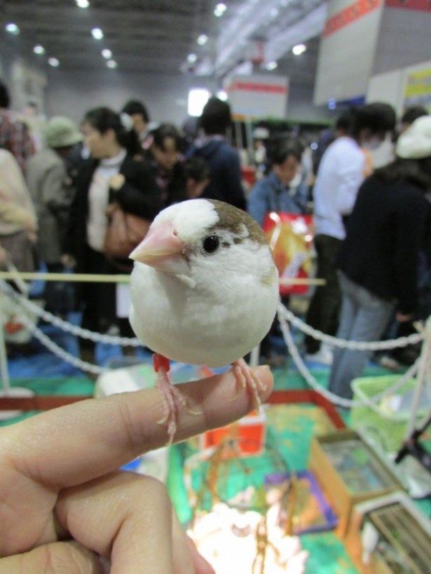 犬や猫はもちろん小鳥とも触れ合える
