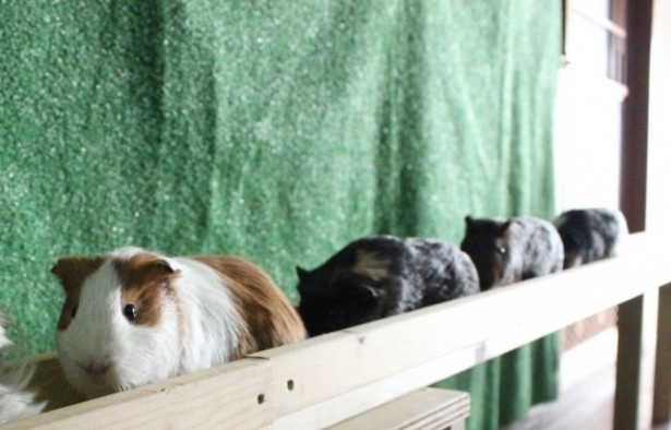 小動物のかわいい動きに癒されること間違いなし！