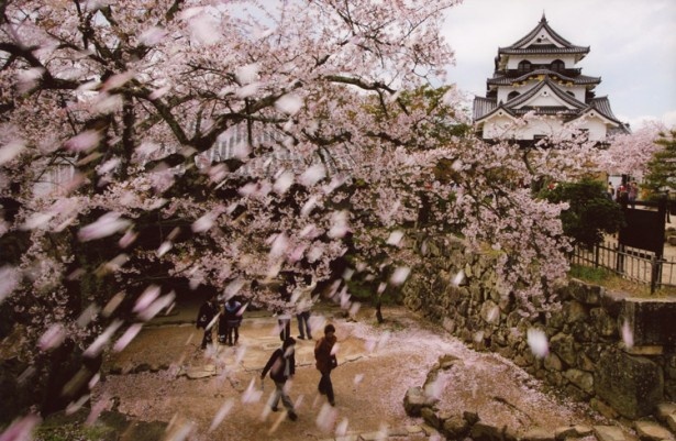 彦根城の本丸に立つ天守は3階建て 3重で、そこから一望できるサクラ吹雪は必見だ