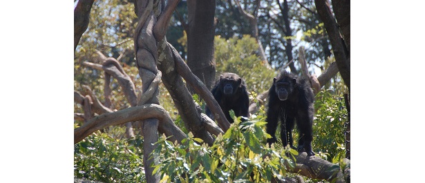 よこはま動物園ズーラシアに“チンパンジーの森”誕生！！