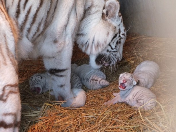 【写真を見る】東武動物公園のホワイトタイガー！お母さんと赤ちゃんたちのふれあいは癒やし度満点だ