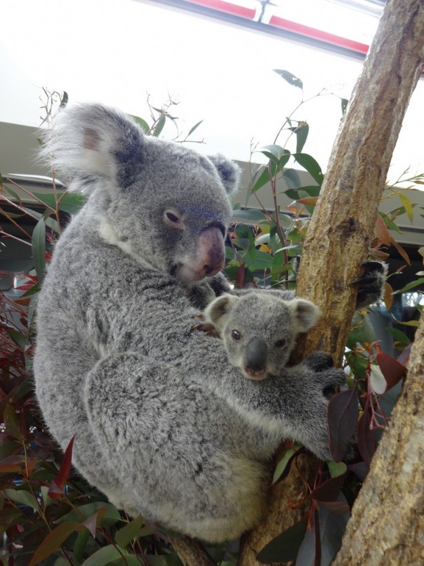埼玉県こども動物自然公園にはコアラの赤ちゃんが誕生！