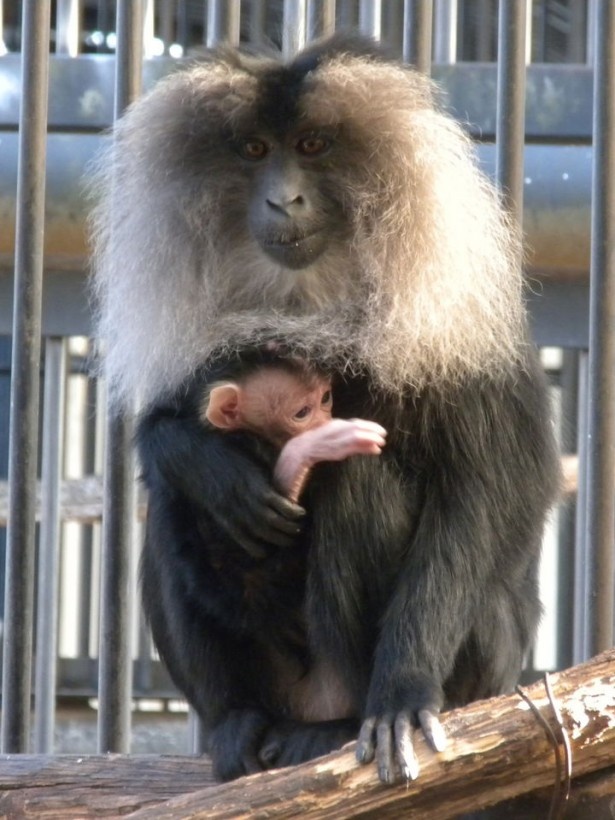 埼玉県大宮公園小動物園では絶滅危惧種指定のシシオザルの赤ちゃんとご対面！