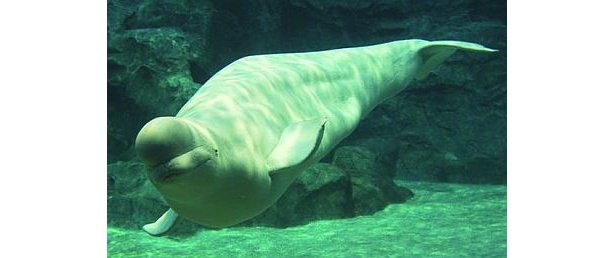 優雅な泳ぎや美しい声に魅了される。ベルーガ(名古屋港水族館)