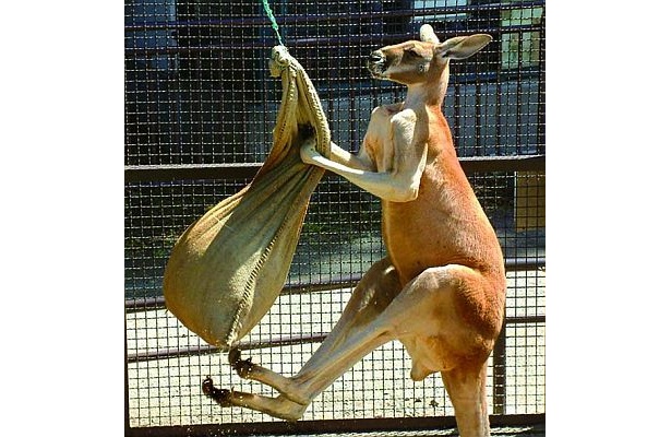 アカカンガルーのハッチくんは、毎日サンドバッグ相手に筋トレを行う猛者(須坂市動物園)