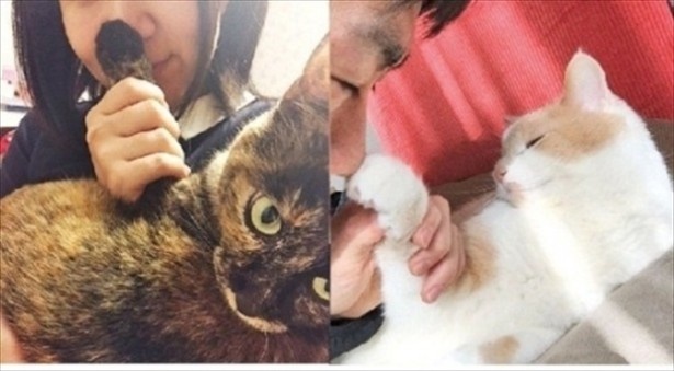 【写真を見る】猫が困惑!?社内の猫の飼い主による調査！