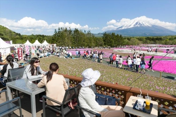 スイーツも楽しめる！会場内の芝桜と富士山が一望できる一等地にある「展望カフェ」