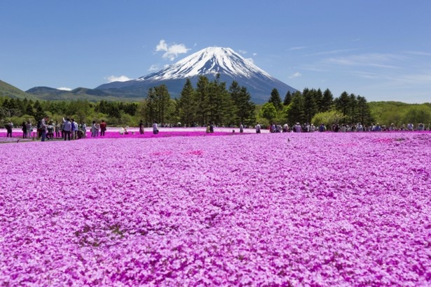 芝桜の絨毯と残雪が美しい富士山の競演が楽しめる