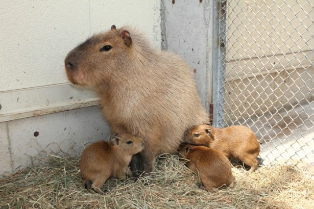 伊豆シャボテン公園のカピバラ“三つ子ちゃん”がキュート