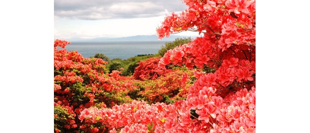 恵山つつじまつり