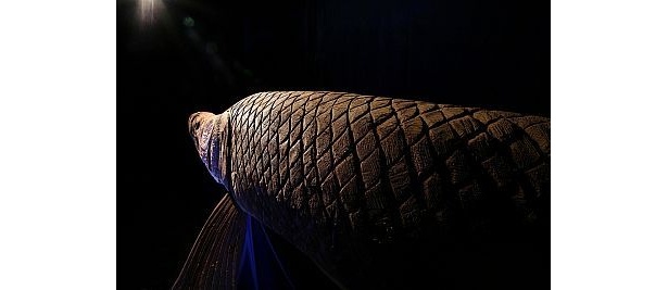 ピラルクー…おいしいんでしょうか？※ワシントン条約で保護中の生き物です