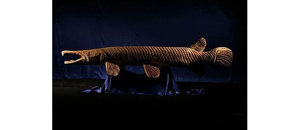 鋭い歯を持つアリゲーター・ガー…ほとんど“淡水のギャング”