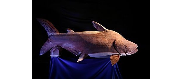 植物食で（比較的）おとなしいメコンオオナマズ
