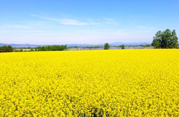 北海道で見つけた幸福色の光景！日本一の菜の花畑