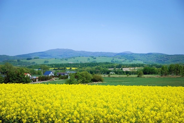 北海道で見つけた幸福色の光景 日本一の菜の花畑 ウォーカープラス