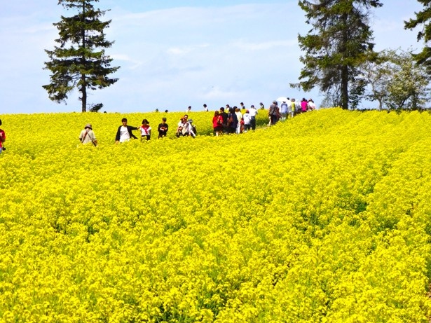 「幸せ色の丘」と名付けられた江部乙丘陵地が菜の花畑のメインスポット