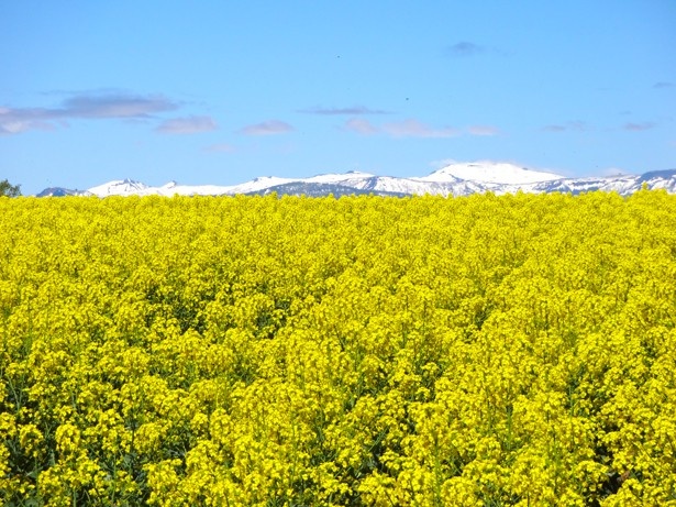雪山をバックに春の花が咲き誇るのも、北海道ならではの光景