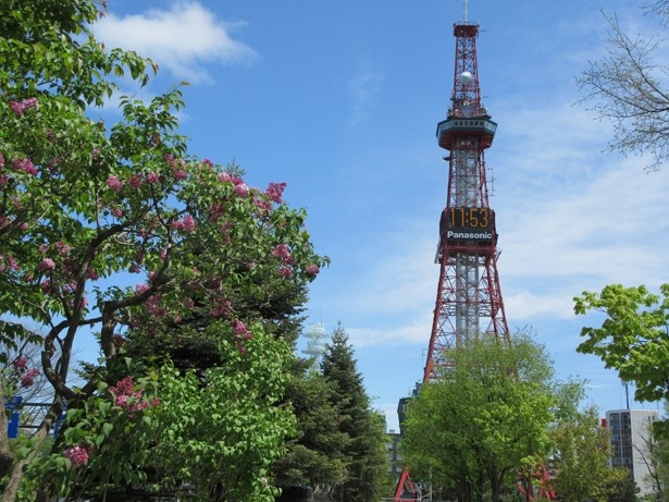 【写真を見る】札幌の木、ライラックが咲き誇る大通公園