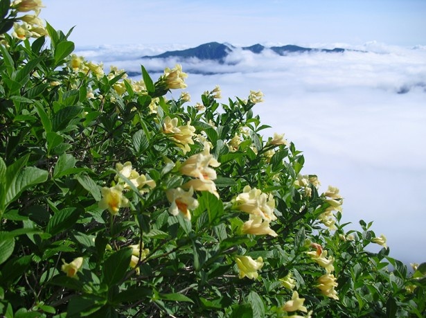 美しく珍しい高山植物の絶景が楽しめる「大雪山国立公園」。ウコンウツギの奥には雲海のニセイカウシュッペ山が。雲海が見られる確率は50％と高確率
