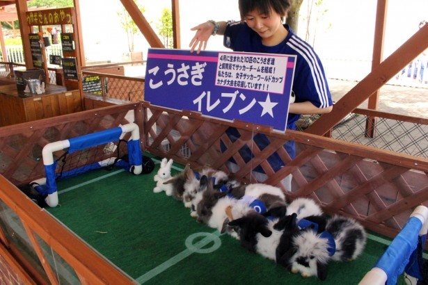 ユニフォーム姿もきまってる!?整列する姿もかわいらしい子ウサギたち