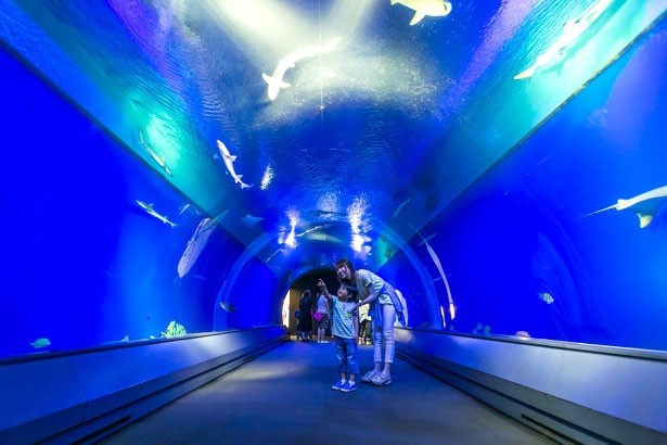 ことし開業25周年の「海遊館」のスペシャル企画など、ニュースがいっぱい！