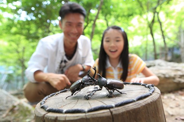 手軽にカブトムシと触れ合える、夏限定企画もチェック