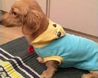 “ふなっしー犬”が誕生!?なりきりパーカー新発売