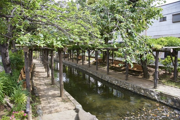 春はサクラの名所として、夏は子供たちの水遊びの場としてにぎわう「古川親水公園」