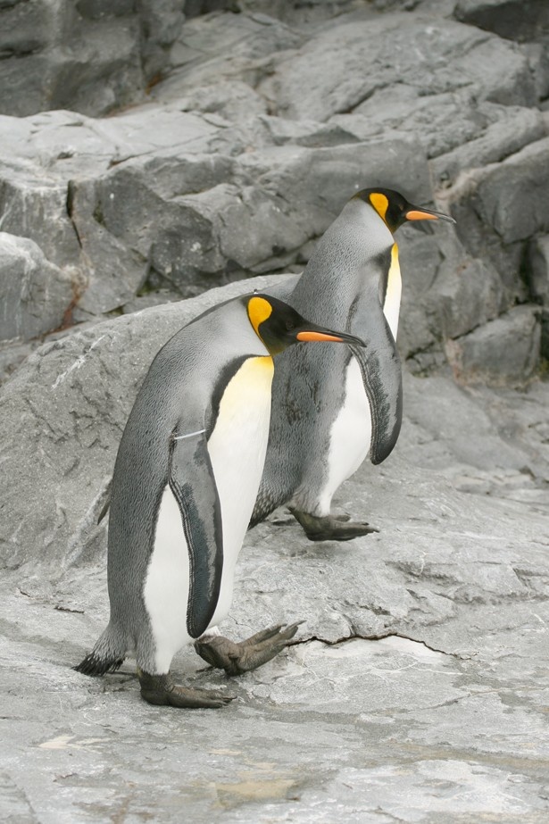 旭川市旭山動物園のぺんぎん館は、高い人気を誇る展示の1つ