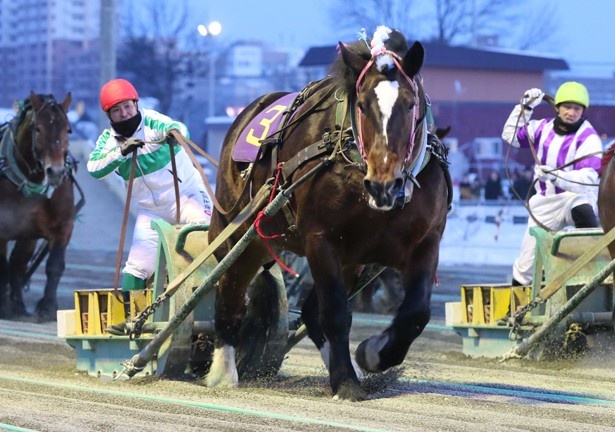 帯広競馬場ではばんえい競馬を開催。迫力あるレースは必見