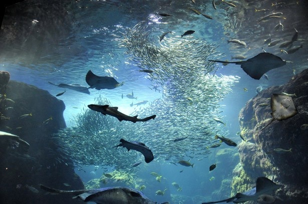 相模湾大水槽は迫力があり、通常営業でも夜は幻想的な世界に
