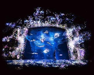 えのすい×チームラボ！　7月18日(土)「夜の光の水族館」登場