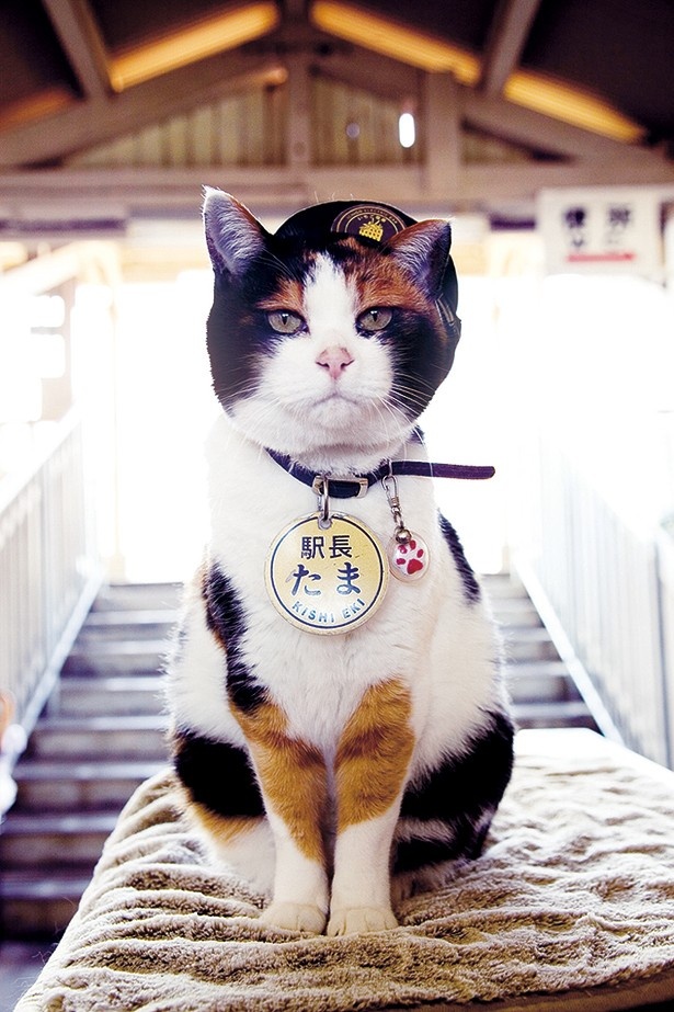 追悼 たま駅長 さようなら 駅長デビューから取材を続けたライターが綴る たま駅長の思い出 ウォーカープラス