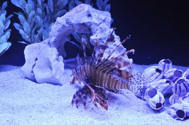 刺されると激痛のあまり自分の指を切り落としたくなるという「ハナミノカサゴ」