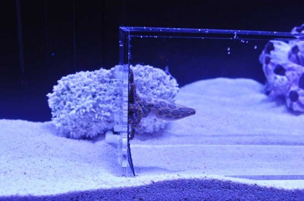 ひと咬みで7人を麻痺・死亡させるレベルの毒を持つ「ヒョウモンダコ」