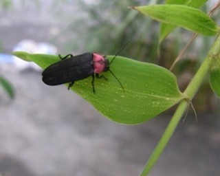 白金高輪で幻想的なホタルと屋台グルメを満喫