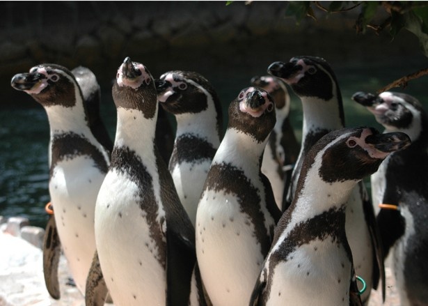 【写真を見る】フンボルトペンギンも、2014年末にヒナが誕生
