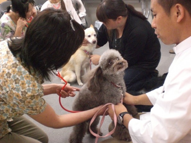 聴診器で愛犬の心音をチェックしよう！