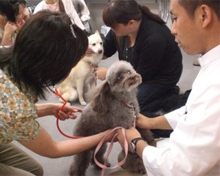 愛犬の救急救命を学ぶセミナー開催