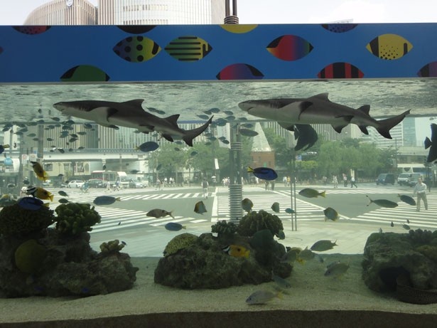 【写真を見る】屋外の大水槽では沖縄美ら海水族館で生まれたばかりのヤジブカなどのユーモラスな表情が見られる ※写真は2014年の様子