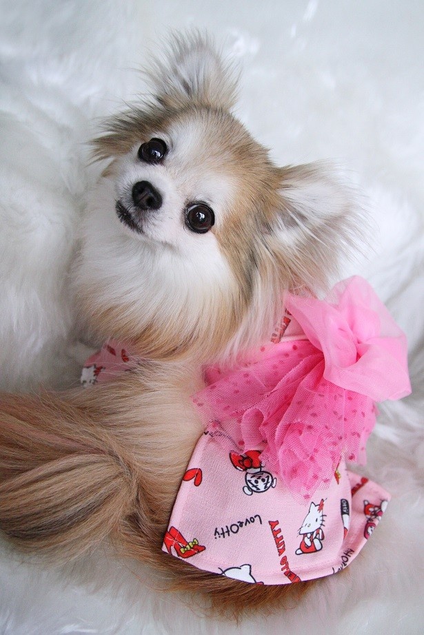 「Otty＋HELLO KITTYコラボ ☆浴衣☆」(7992円)のサイズは1号(胴回り33cm)～4号(胴回り47cm）まで選べる